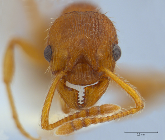 Myrmica gallienii Bondroit, 1920 frontal