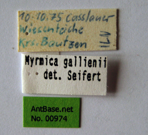 Foto Myrmica gallienii Bondroit, 1920 Label