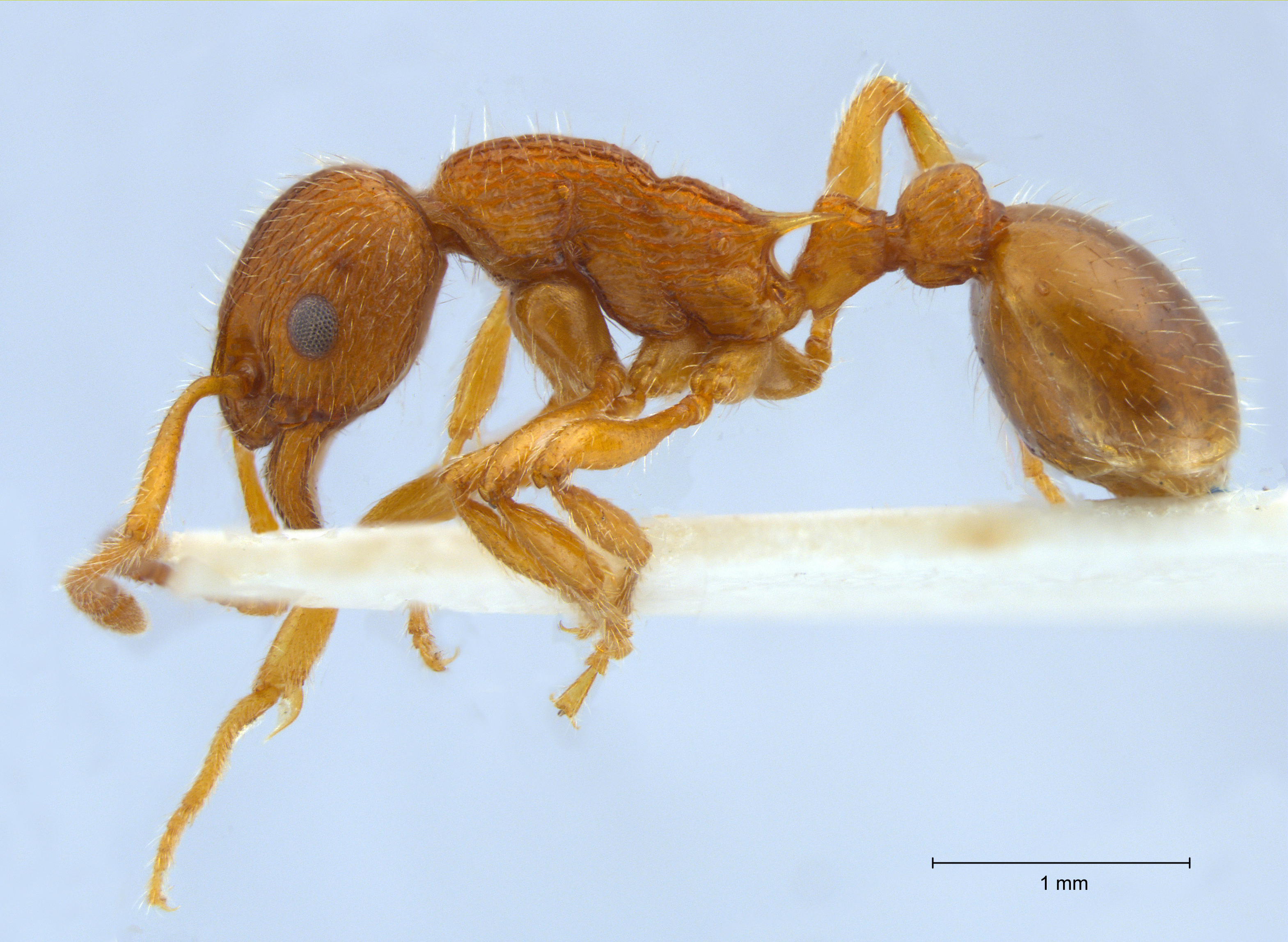 Foto Myrmica gallienii Bondroit, 1920 lateral