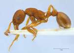 Myrmica gallienii Bondroit, 1920 lateral