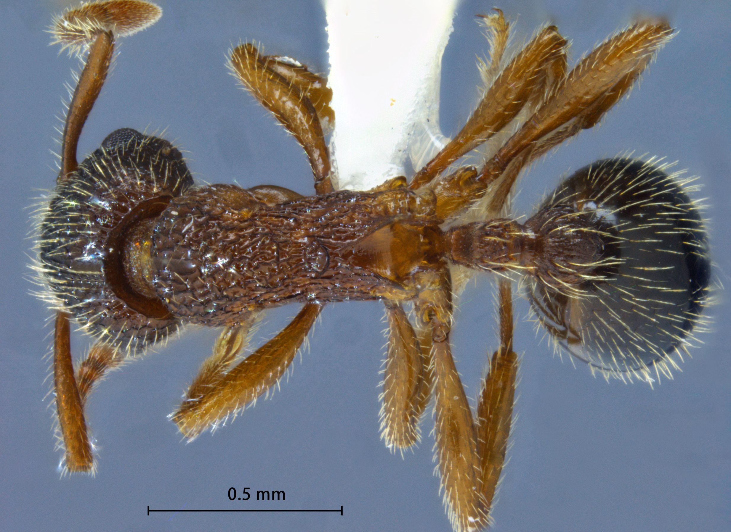 Foto Myrmica jessensis Forel, 1901 dorsal