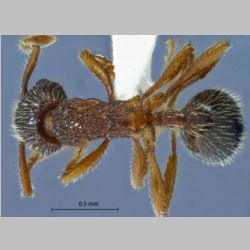 Myrmica jessensis Forel, 1901 dorsal