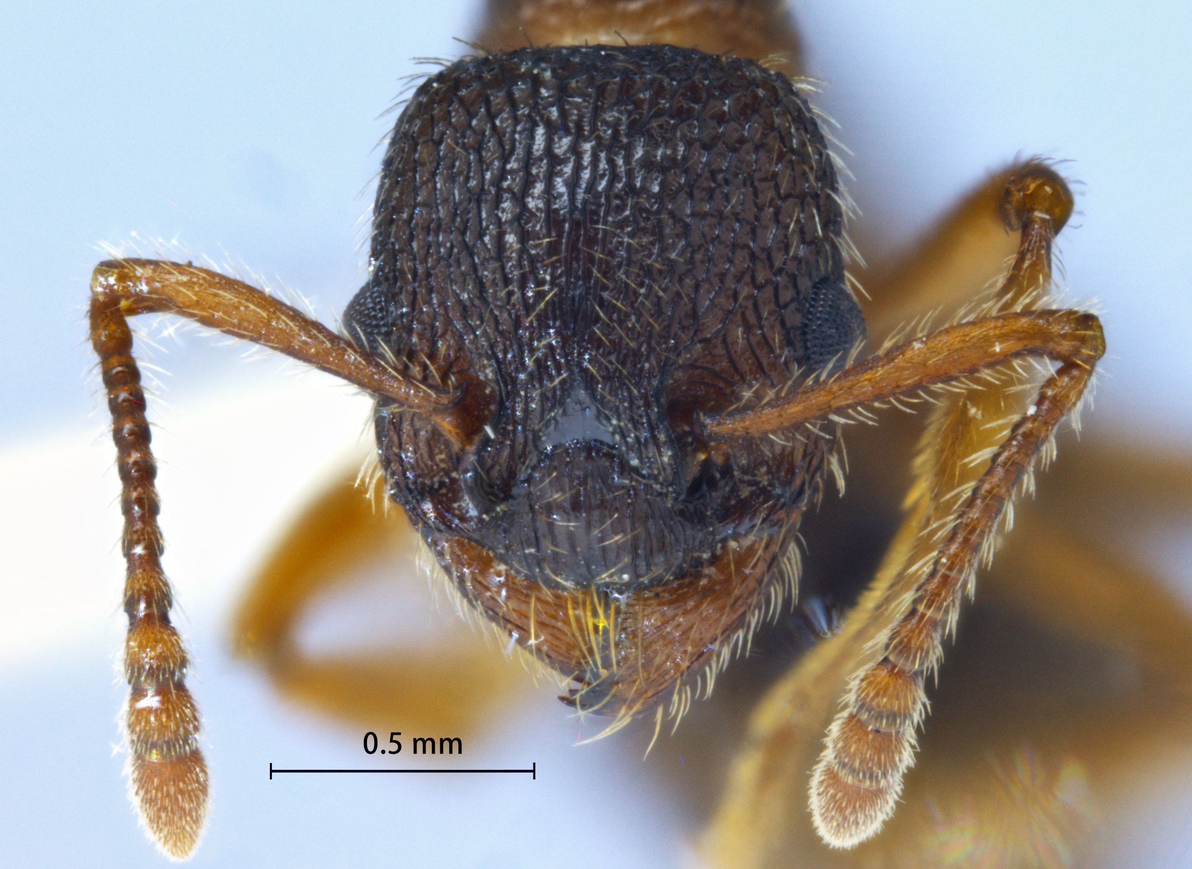 Foto Myrmica jessensis Forel, 1901 frontal