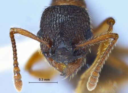 Myrmica jessensis Forel, 1901 frontal