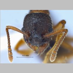 Myrmica jessensis Forel, 1901 frontal