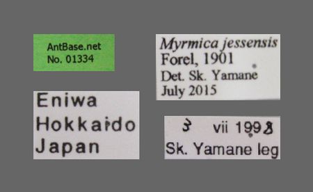 Myrmica jessensis Forel, 1901 Label
