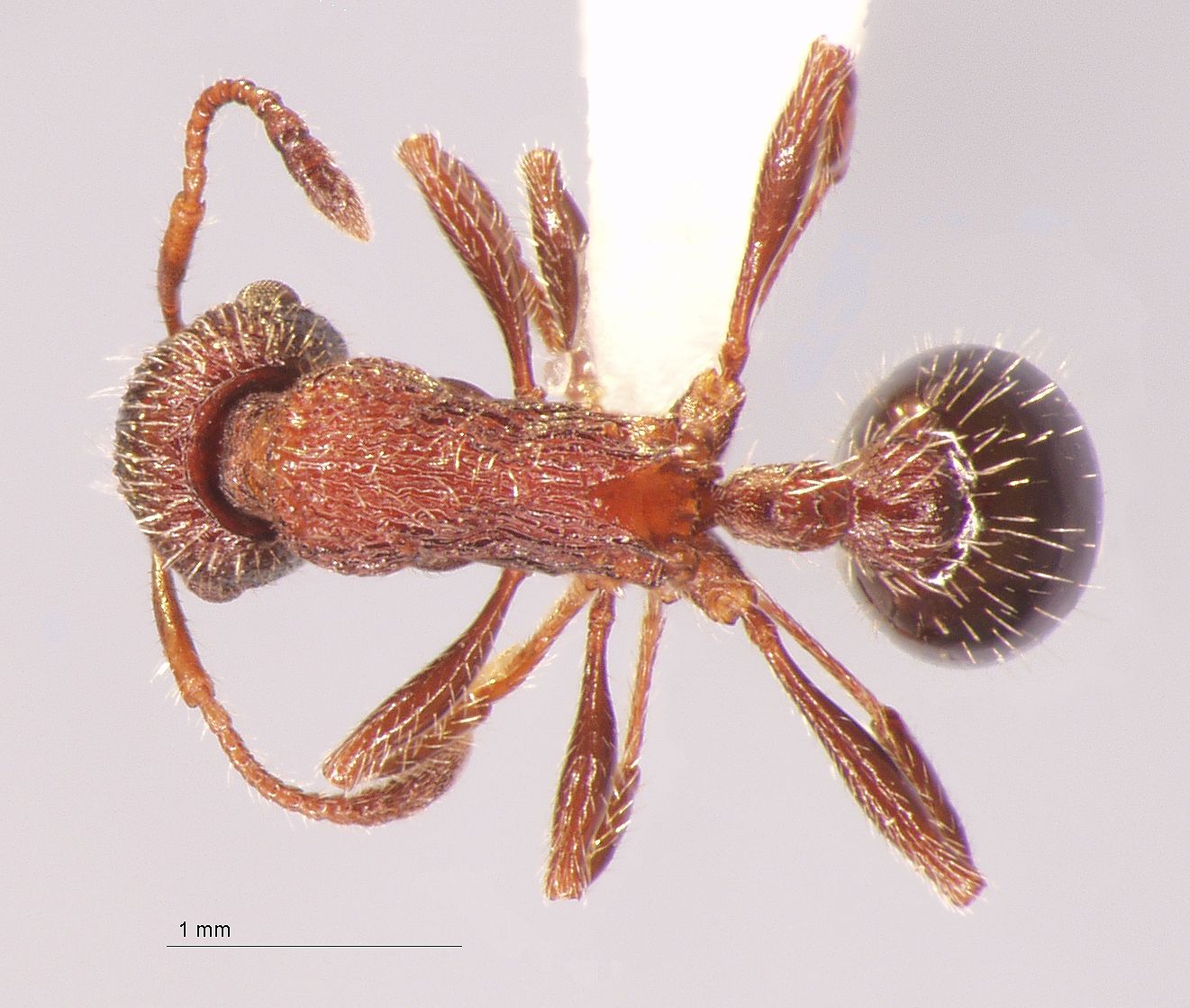 Foto Myrmica kasczenkoi Ruzsky, 1905 dorsal