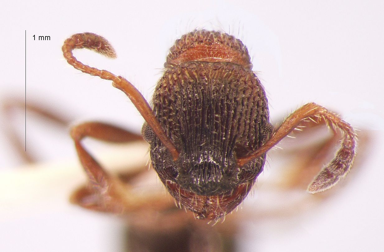 Foto Myrmica kasczenkoi Ruzsky, 1905 frontal