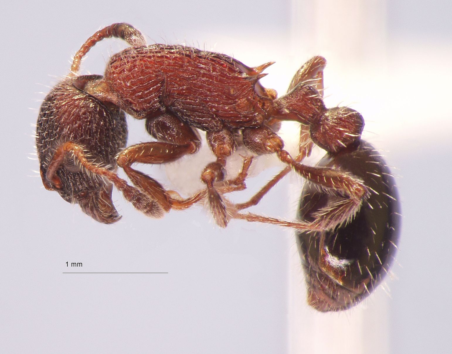 Foto Myrmica kasczenkoi Ruzsky, 1905 lateral