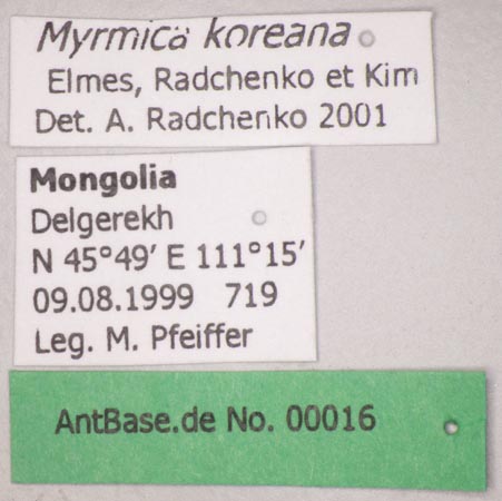 Myrmica koreana Elmes, Radchenko & Kim, 2001 Label