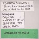 Myrmica koreana Elmes, Radchenko & Kim, 2001 Label