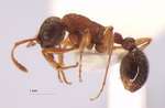 Myrmica koreana Elmes, Radchenko & Kim, 2001 lateral