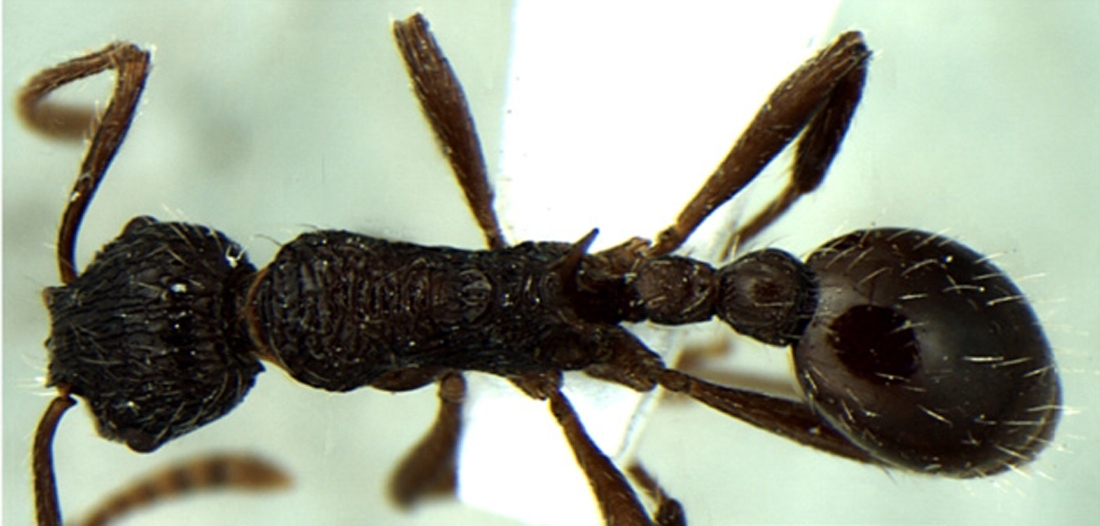 Foto Myrmica kothiensis Bharti & Sharma, 2013 dorsal