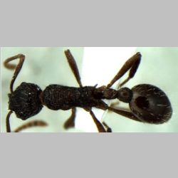 Myrmica kothiensis Bharti & Sharma, 2013 dorsal