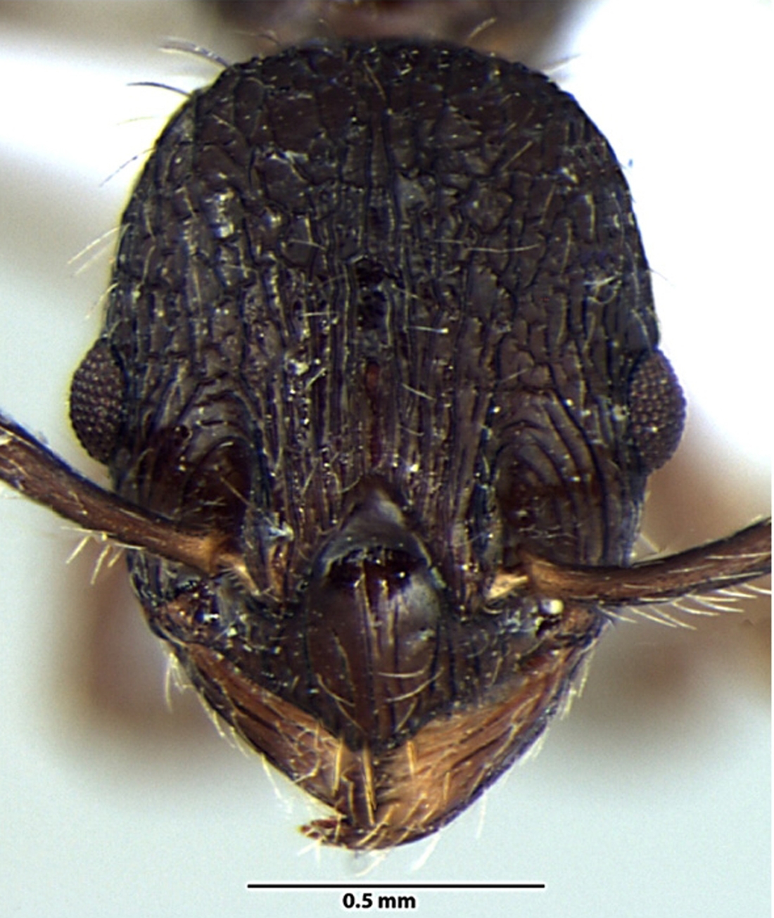 Foto Myrmica kothiensis Bharti & Sharma, 2013 frontal