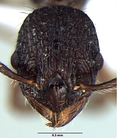 Myrmica kothiensis Bharti & Sharma, 2013 frontal