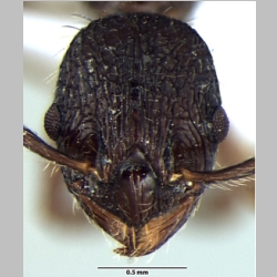 Myrmica kothiensis Bharti & Sharma, 2013 frontal