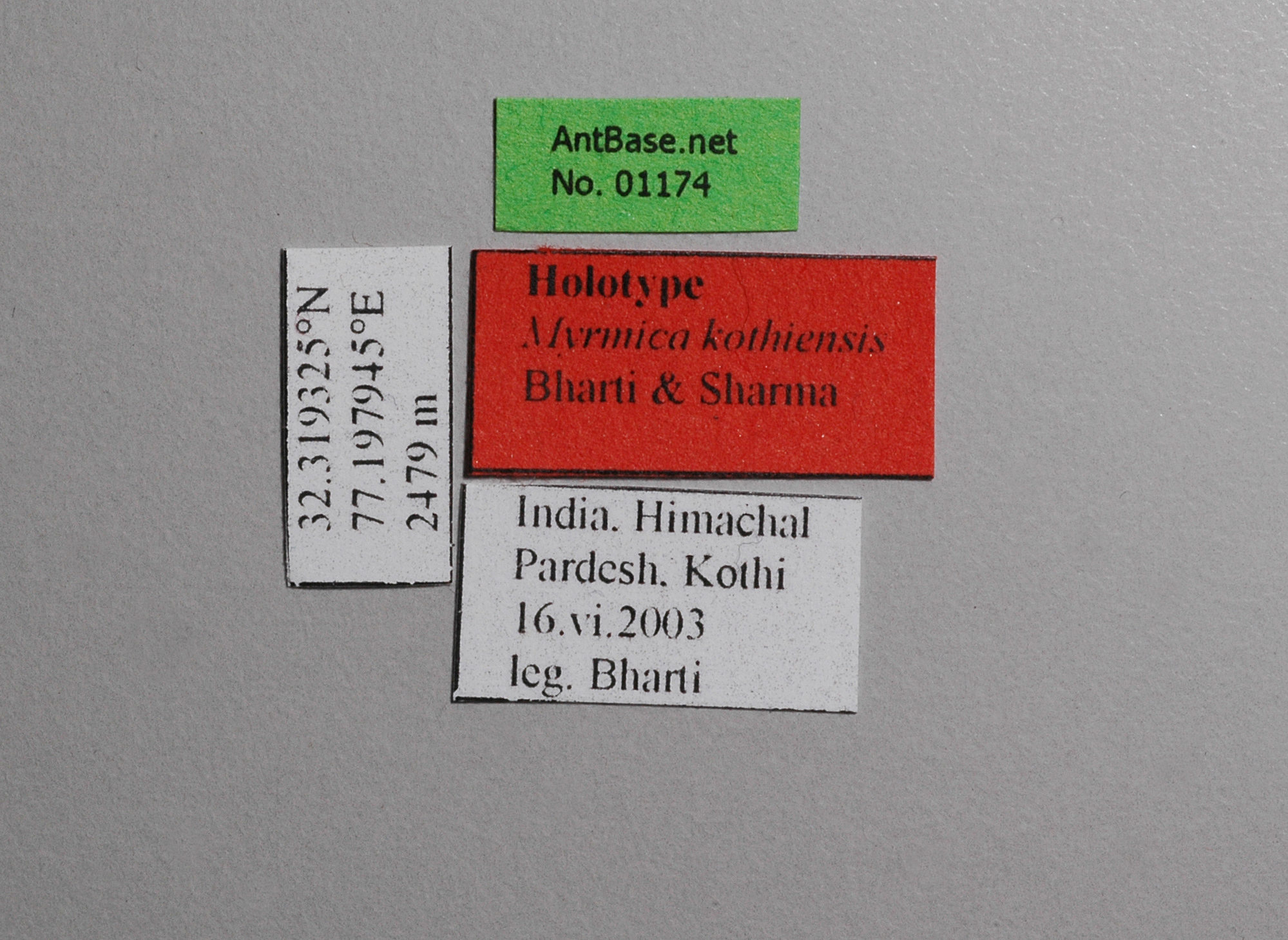 Foto Myrmica kothiensis Bharti & Sharma, 2013 Label