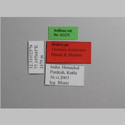 Myrmica kothiensis Bharti & Sharma, 2013 Label