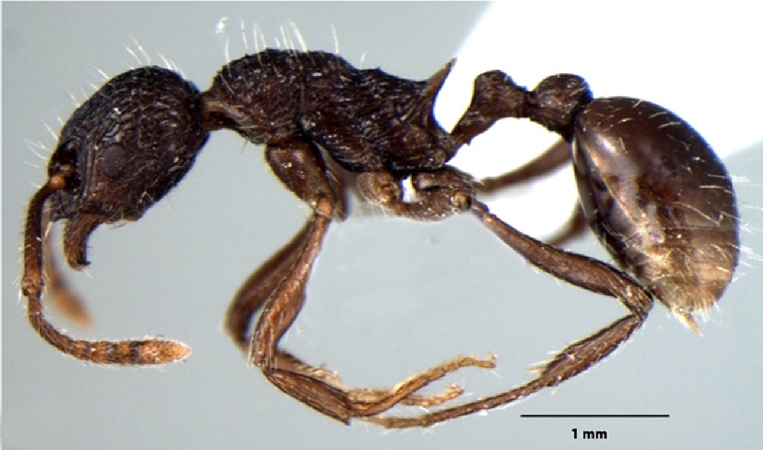 Myrmica kothiensis Bharti & Sharma, 2013 lateral