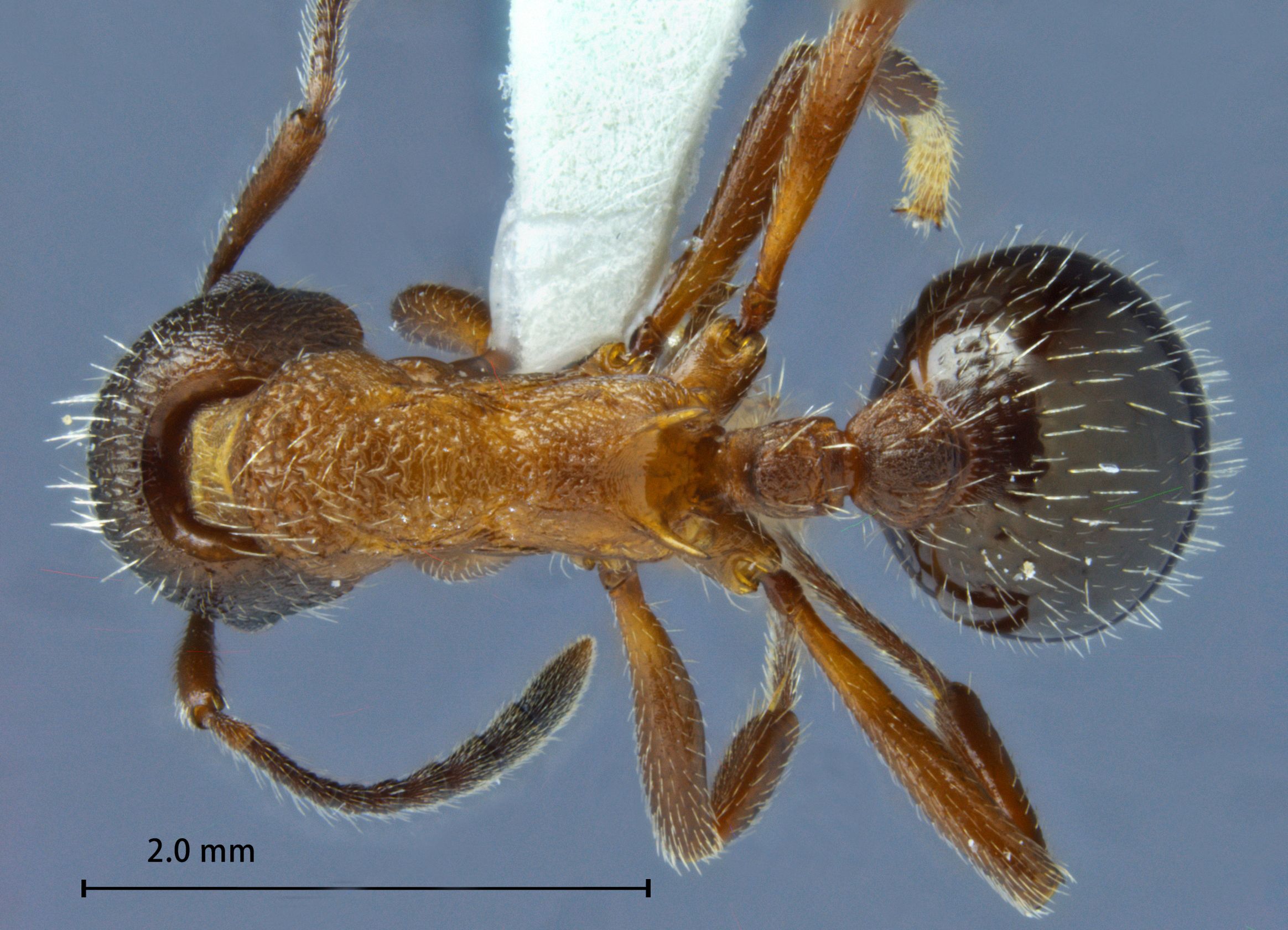 Foto Myrmica kurokii Forel, 1907 dorsal