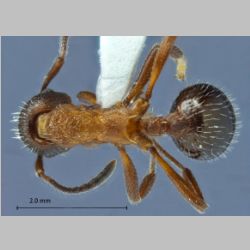 Myrmica kurokii Forel, 1907 dorsal