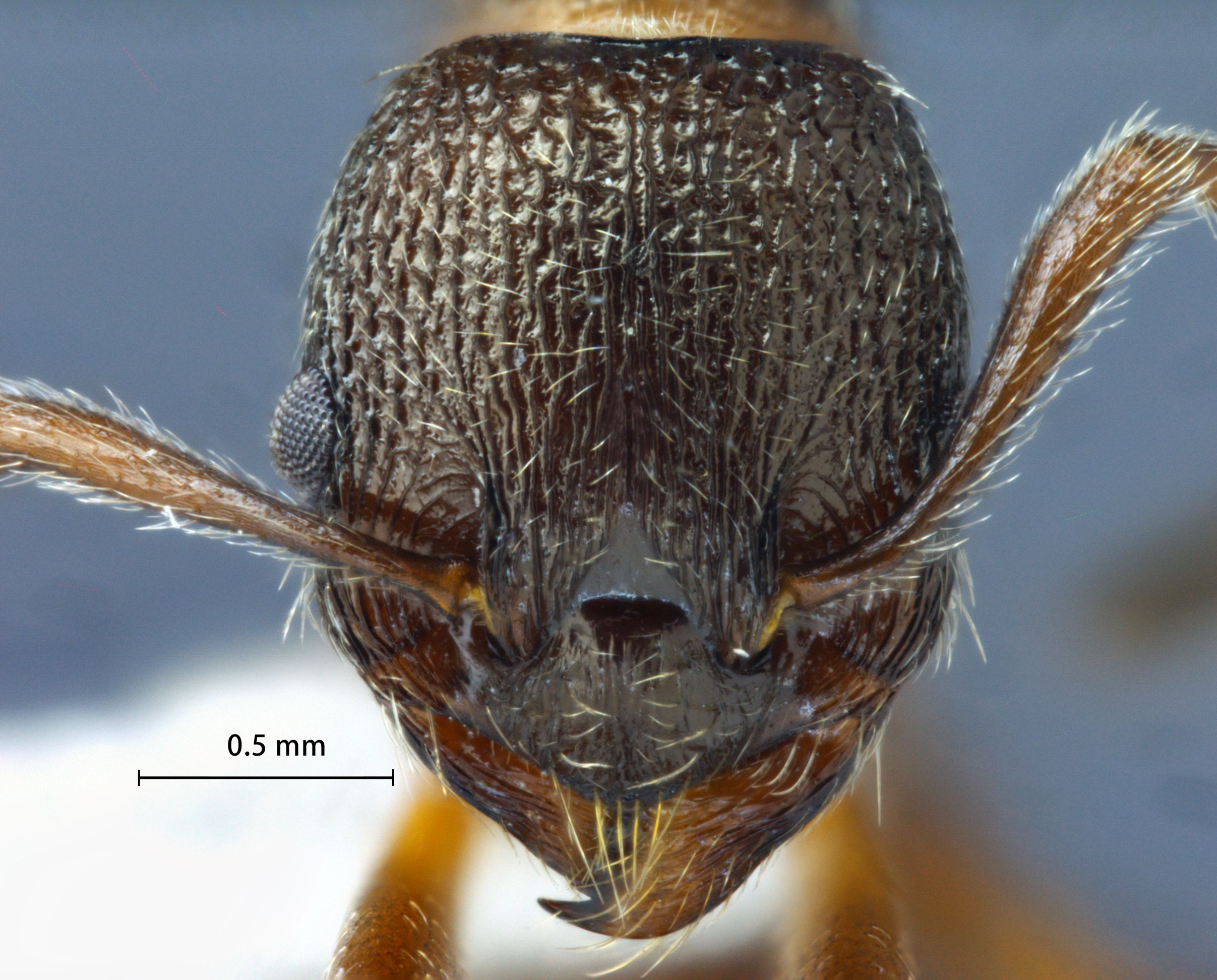 Foto Myrmica kurokii Forel, 1907 frontal