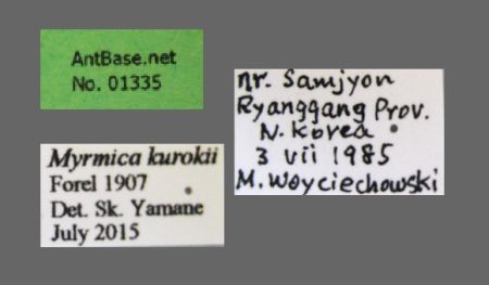 Myrmica kurokii Forel, 1907 Label