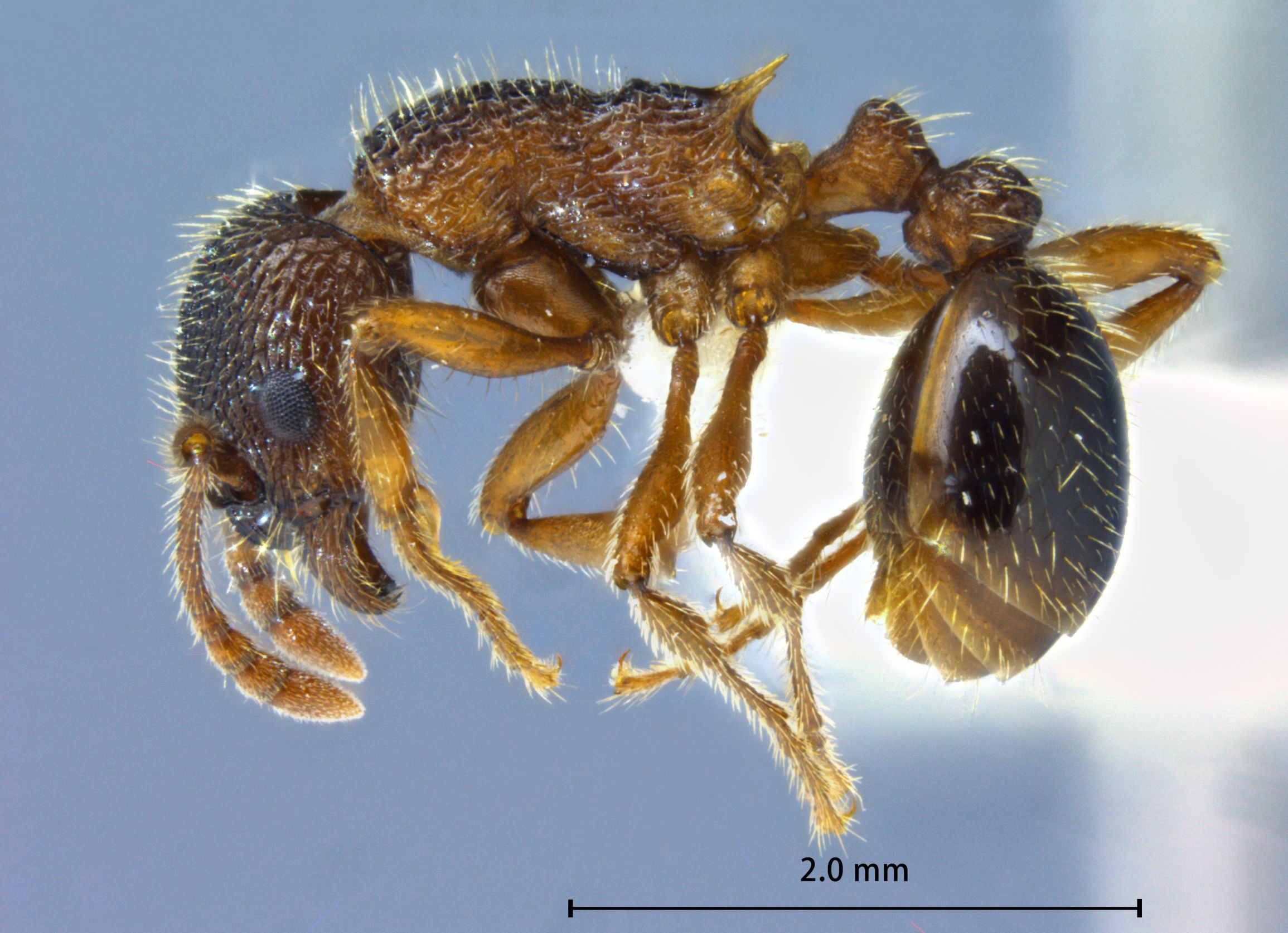 Foto Myrmica kurokii Forel, 1907 lateral