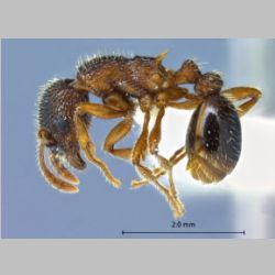 Myrmica kurokii Forel, 1907 lateral