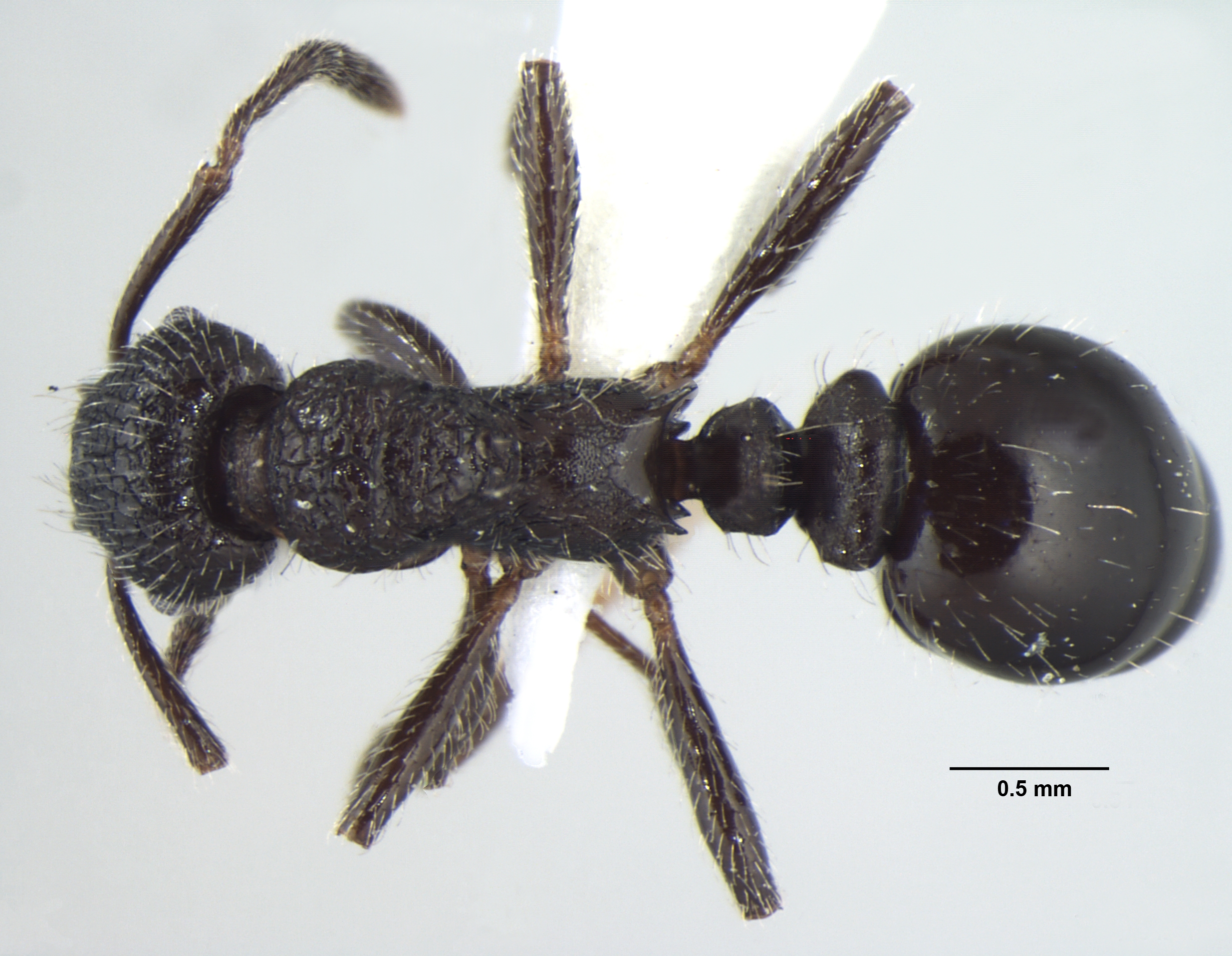 Foto Myrmica nefaria Bharti, 2012 dorsal