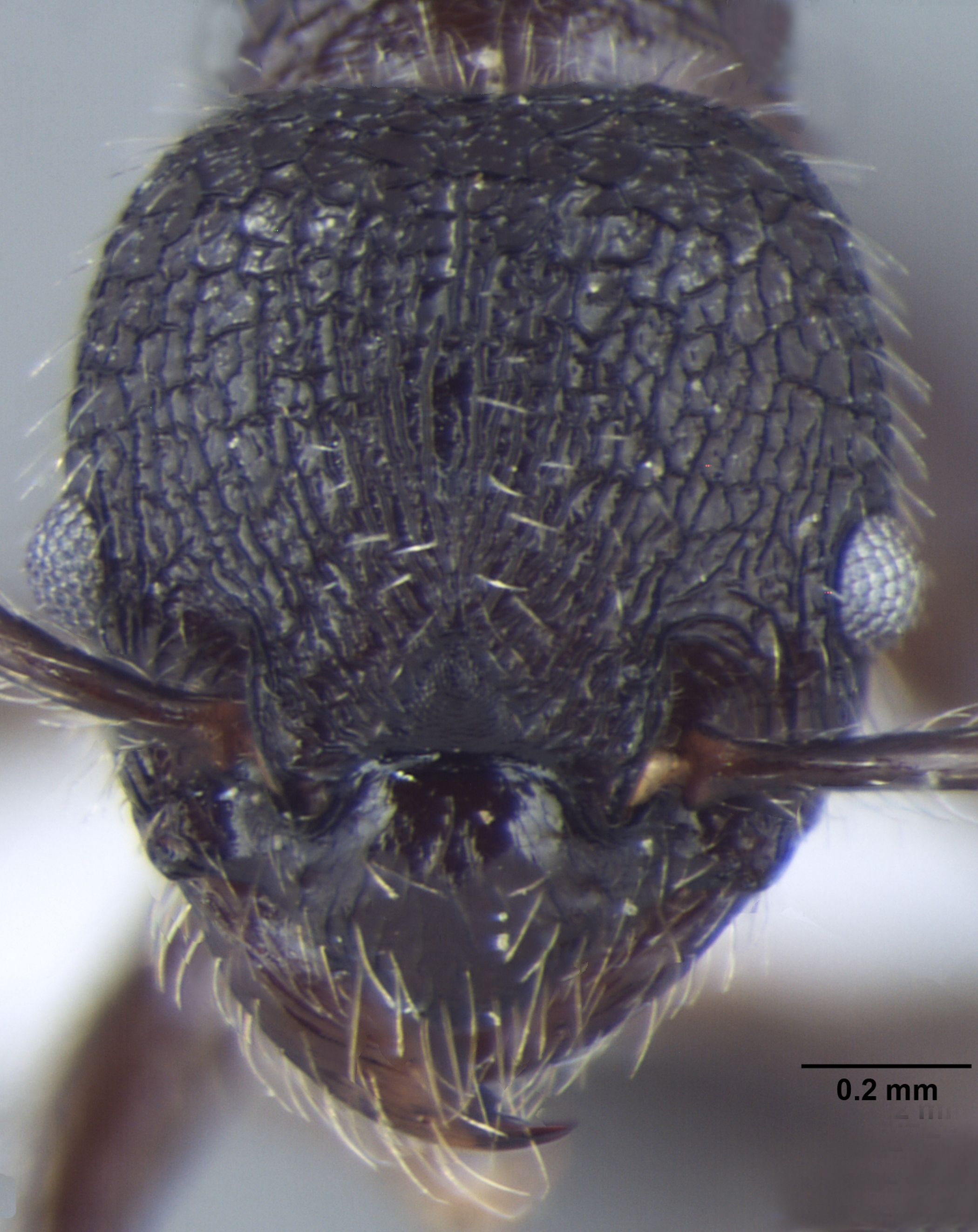 Foto Myrmica nefaria Bharti, 2012 frontal