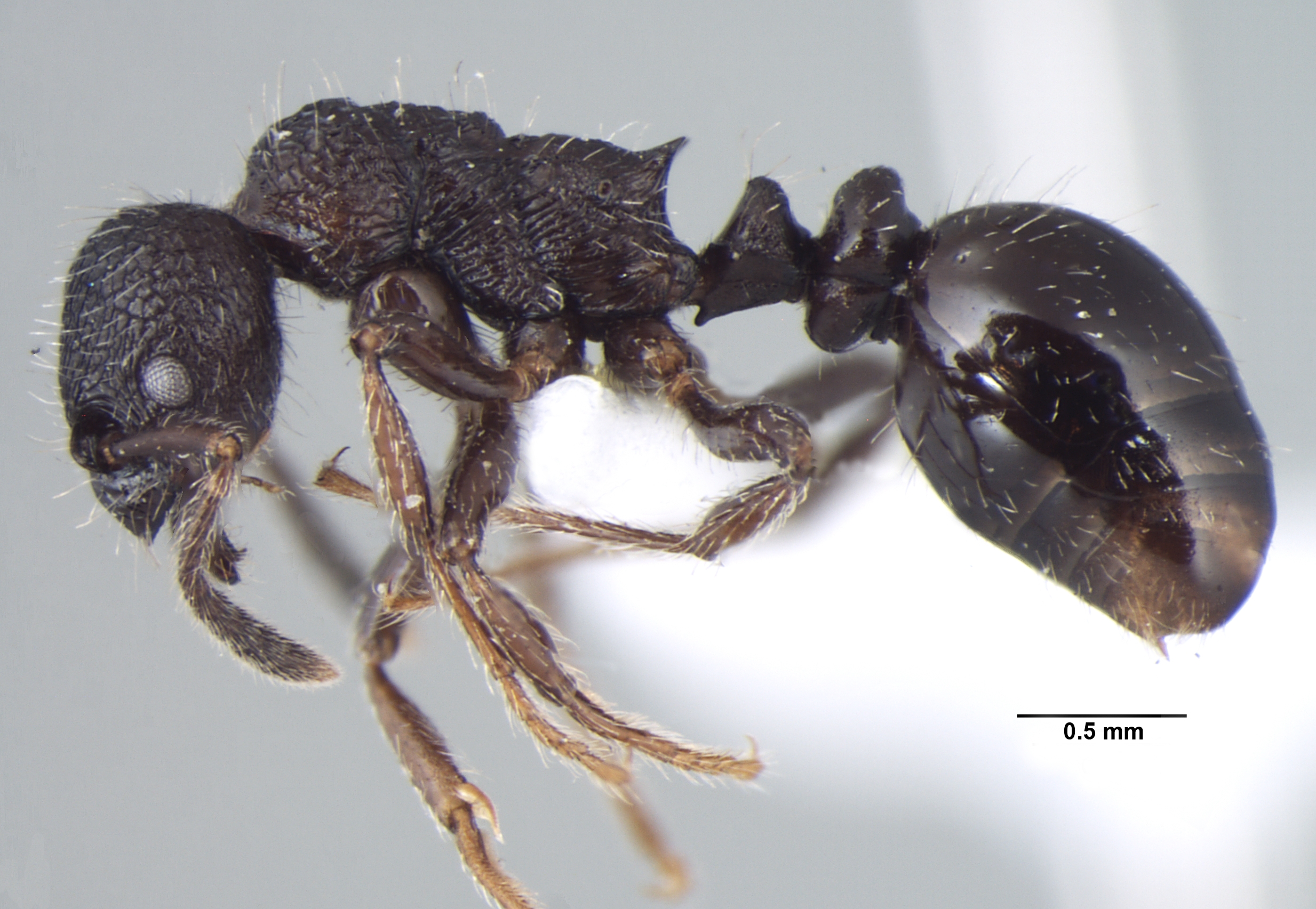 Foto Myrmica nefaria Bharti, 2012 lateral