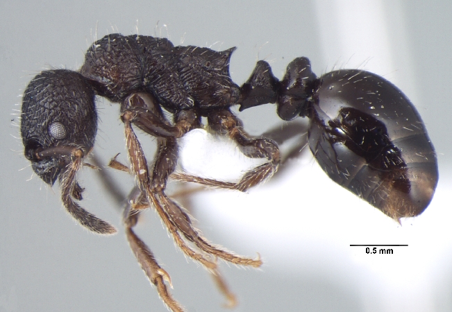 Myrmica nefaria Bharti, 2012 lateral