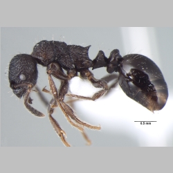 Myrmica nefaria Bharti, 2012 lateral