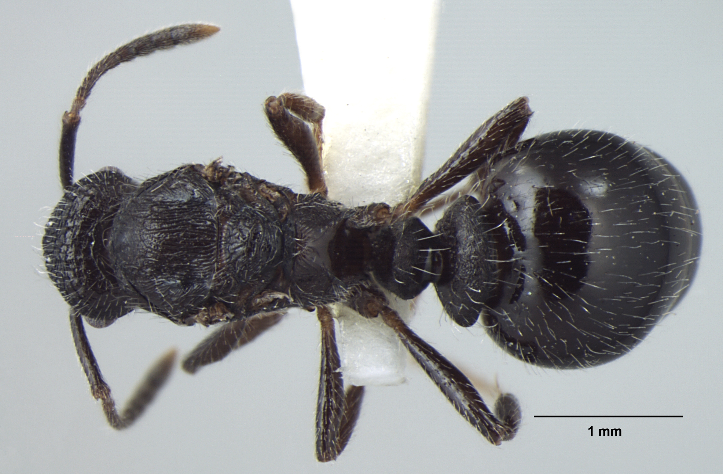 Foto Myrmica nefaria Bharti, 2012 dorsal