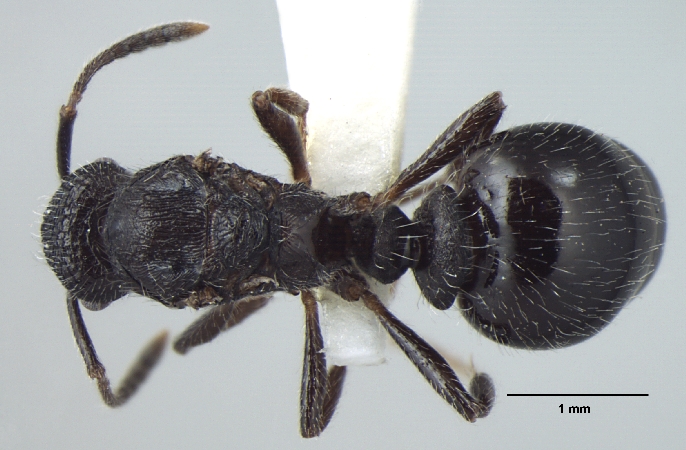Myrmica nefaria Bharti, 2012 dorsal