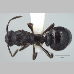 Myrmica nefaria Bharti, 2012 dorsal