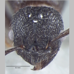 Myrmica nefaria Bharti, 2012 frontal