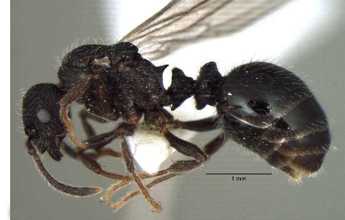 Myrmica nefaria Bharti, 2012 lateral