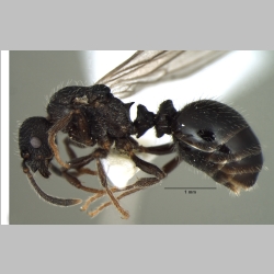 Myrmica nefaria Bharti, 2012 lateral