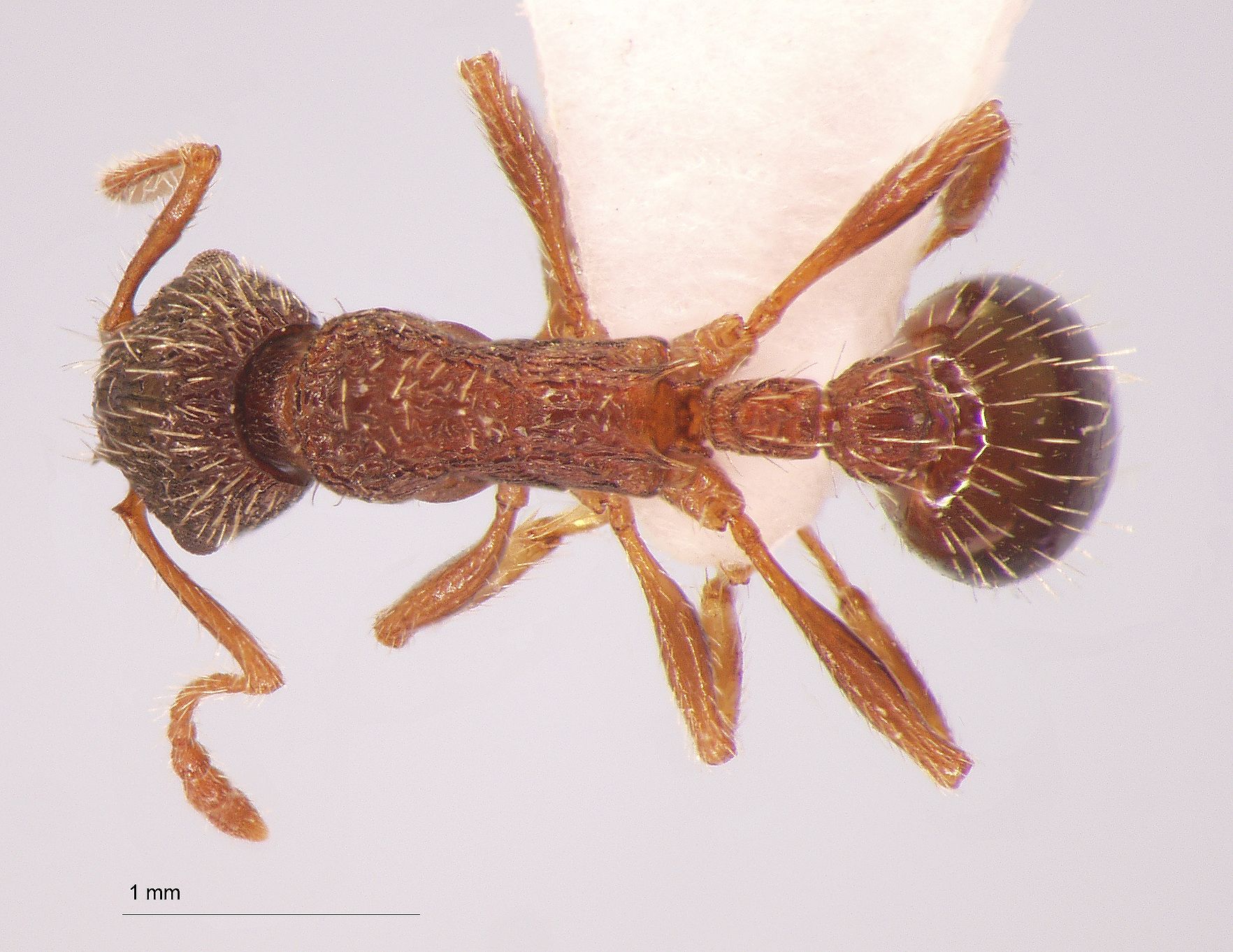 Foto Myrmica pisarskii Radchenko, 1994 dorsal