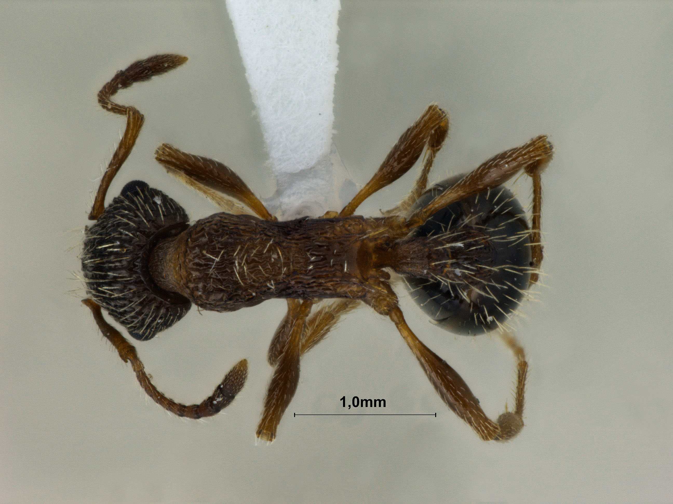 Foto Myrmica pisarskii Radchenko, 1994 dorsal