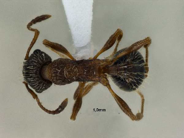Myrmica pisarskii Radchenko, 1994 dorsal