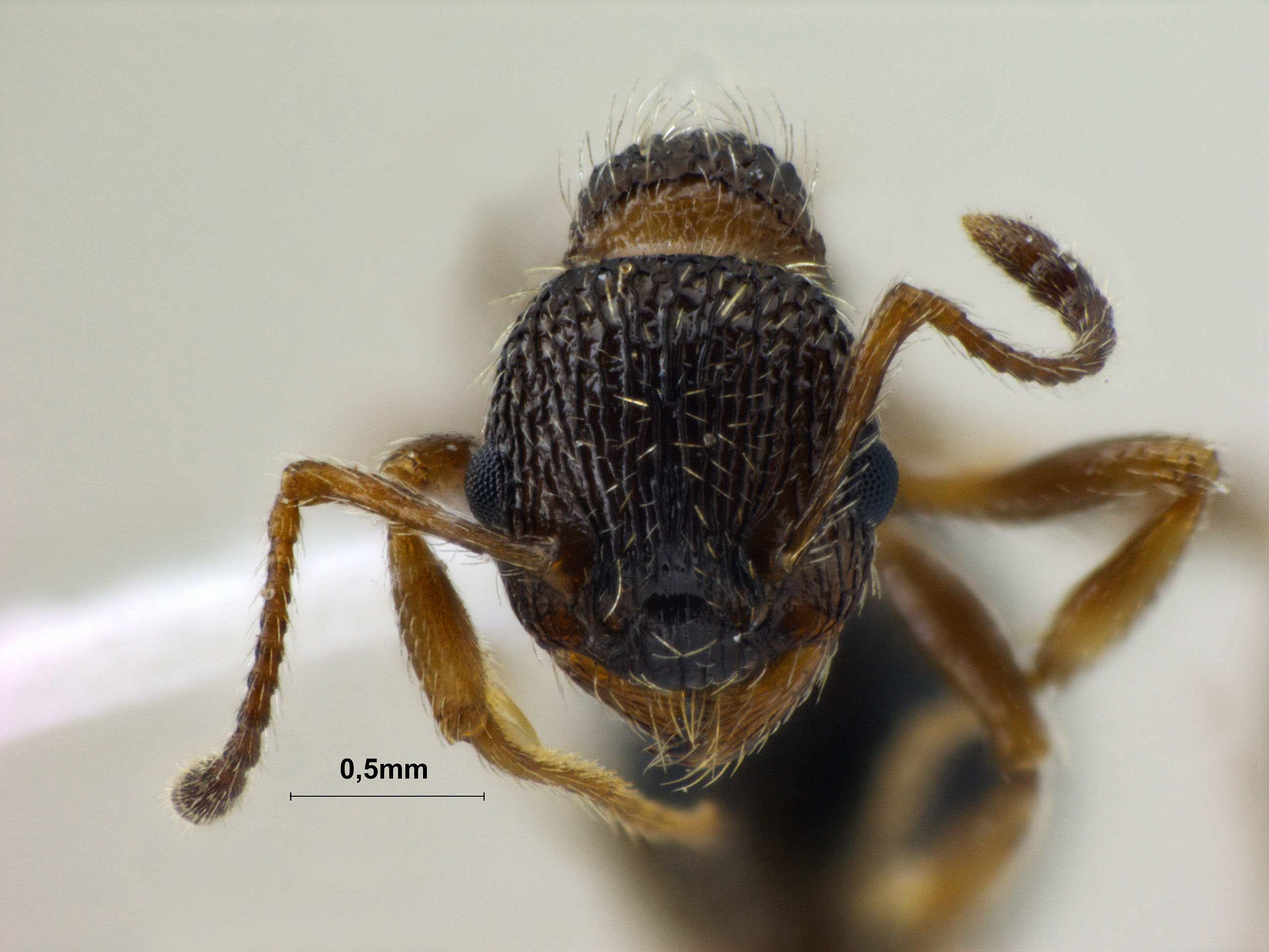 Foto Myrmica pisarskii Radchenko, 1994 frontal