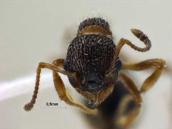 Myrmica pisarskii Radchenko, 1994 frontal