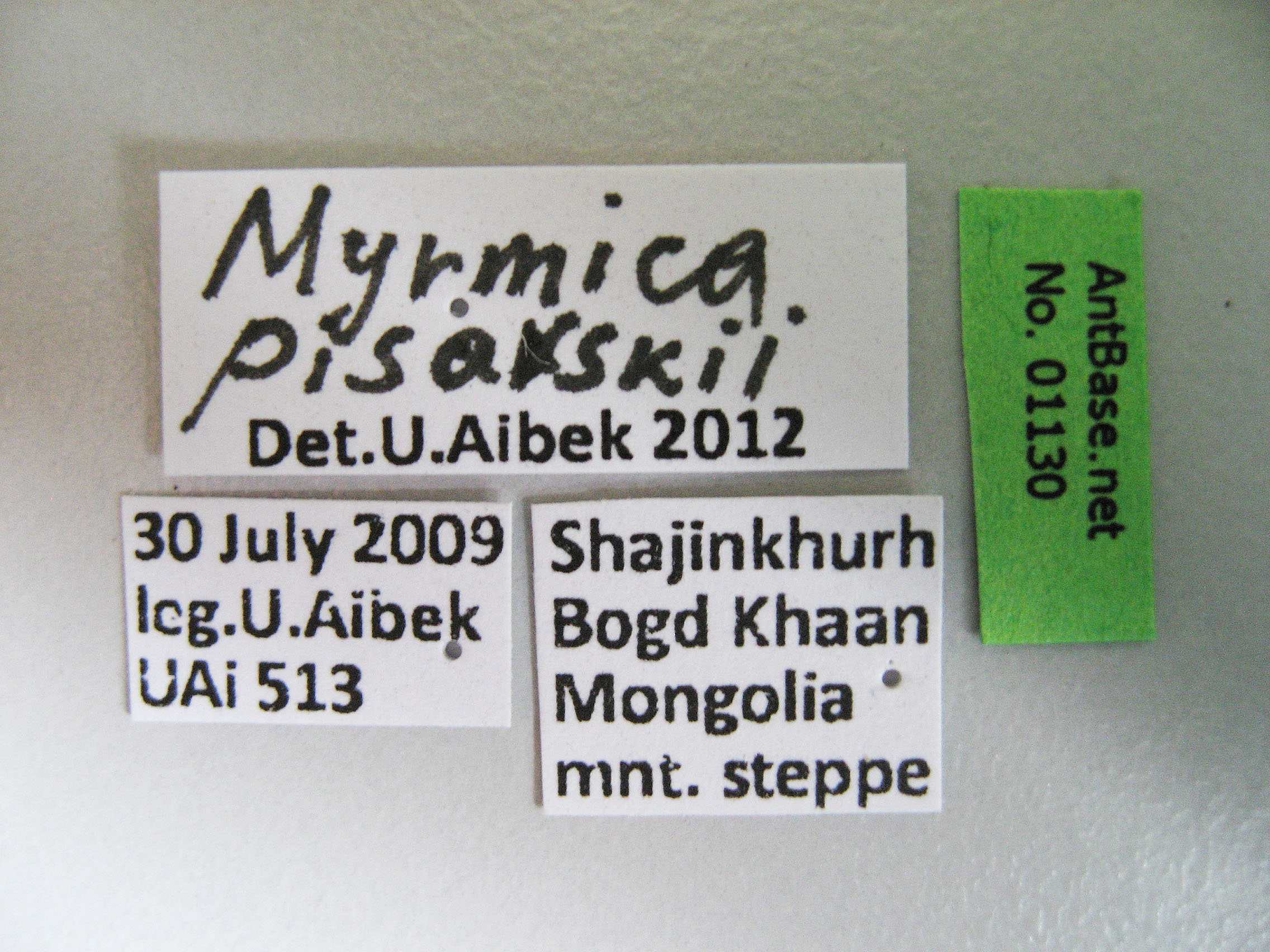 Foto Myrmica pisarskii Radchenko, 1994 Label