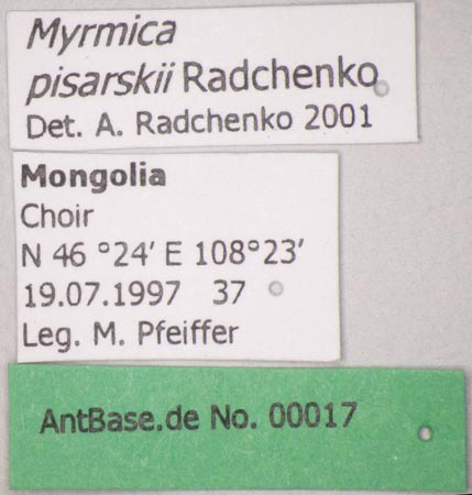 Foto Myrmica pisarskii Radchenko, 1994 Label