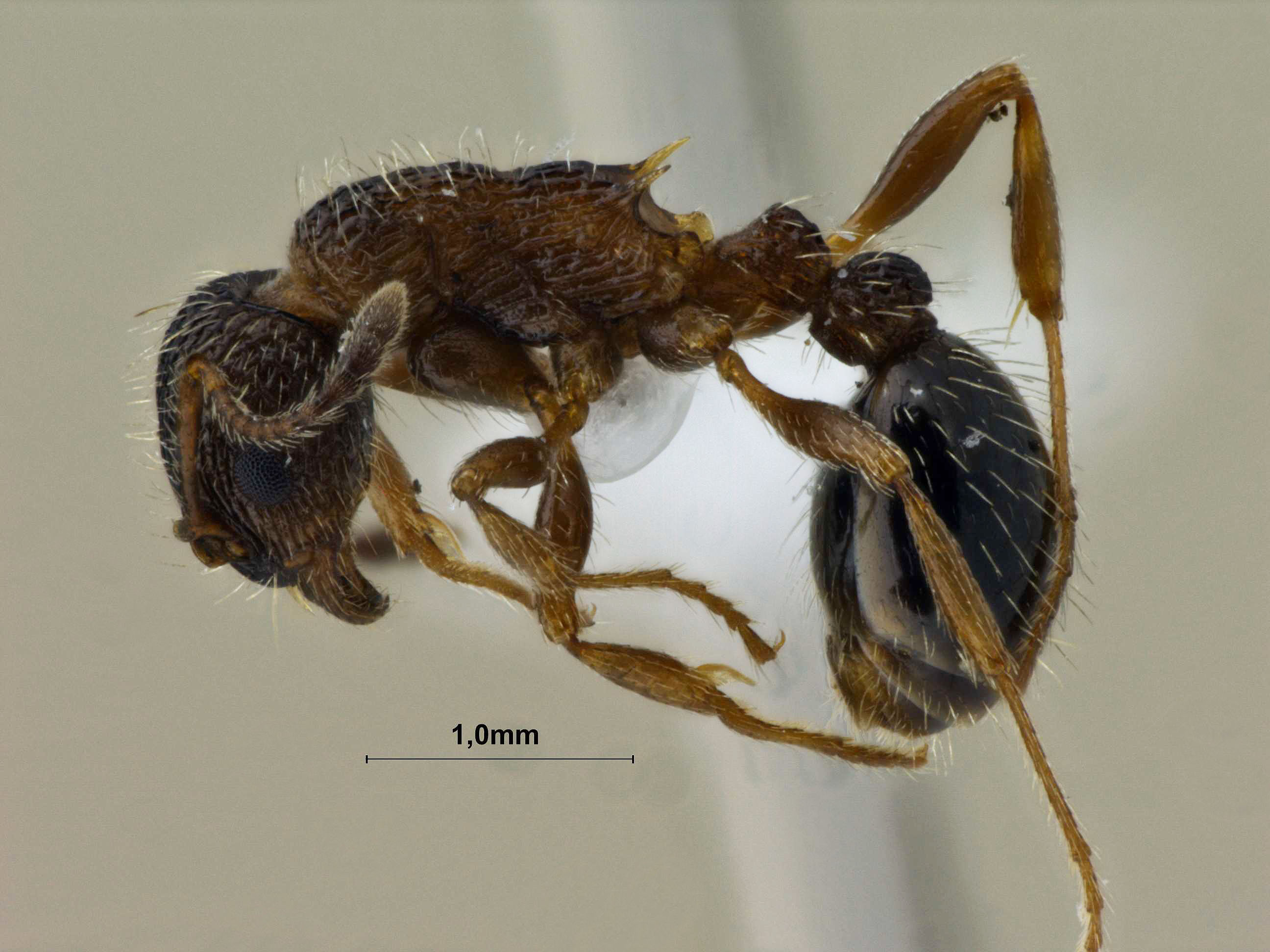 Foto Myrmica pisarskii Radchenko, 1994 lateral