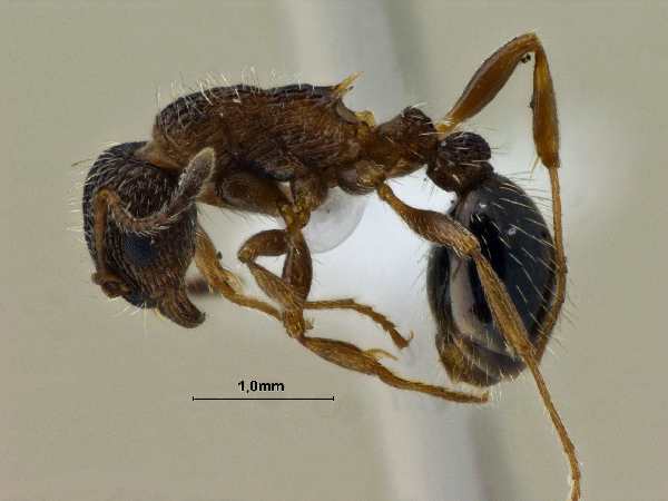 Myrmica pisarskii Radchenko, 1994 lateral